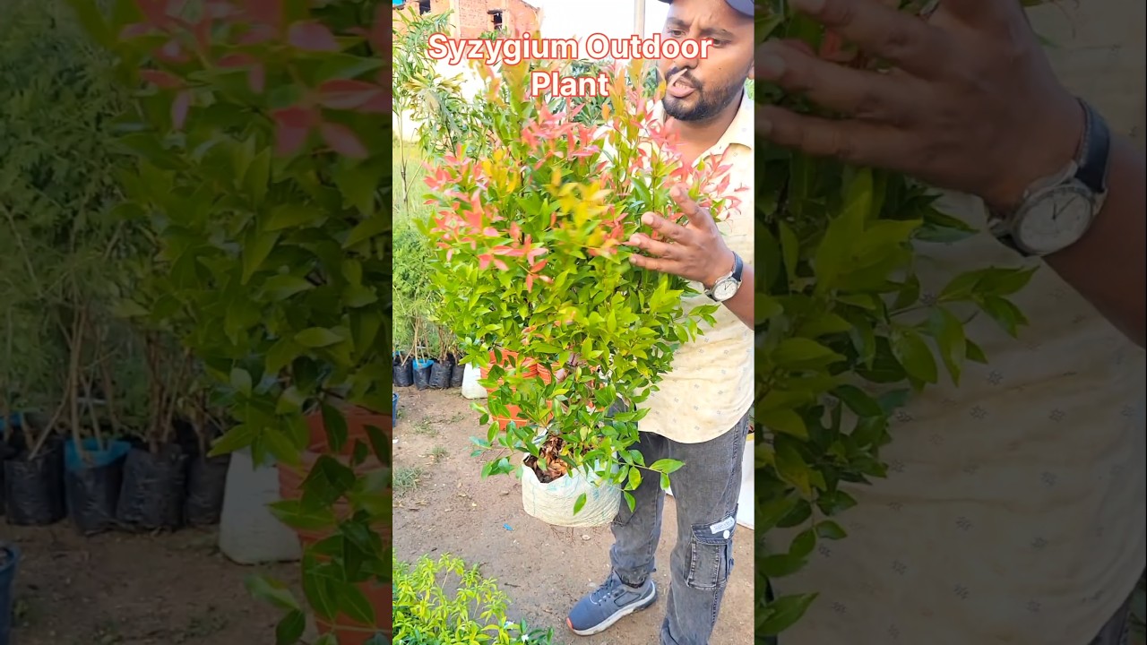 Syzygium Outdoor Plants || रंग बिरंगे वाला Outdoor Plants || 