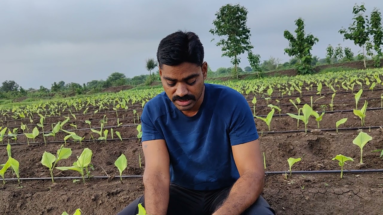 हळद पिकातील ख़त, सुक्ष्म अन्नद्रव्ये, कीड़ व्यवस्थापन माहीती