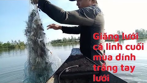 Giăng lưới cá linh cuối mùa nước nổi tai lưới đầy cá//hưng miền tây vlog#18
