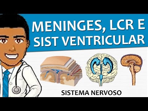 Vídeo: Plexo Coróide LAT2 E SNAT3 Como Parceiros Na Manutenção Da Homeostase Dos Aminoácidos No LCR