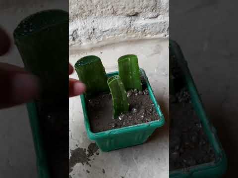 Vídeo: Reg d'àloe vera: com regar una planta d'àloe