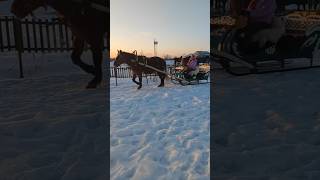 Управляю санями впервые!🐴 тгк konoblog_alisa