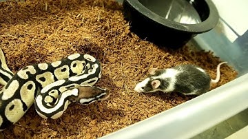 WARNING - LIVE FEEDING!!  See multiple strikes, including SLO MO