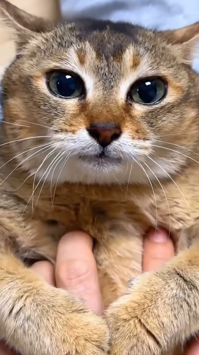 Tole Tole Cat/Mei Mei Cat -rydrayn #cat #cats #meme #funny #memes