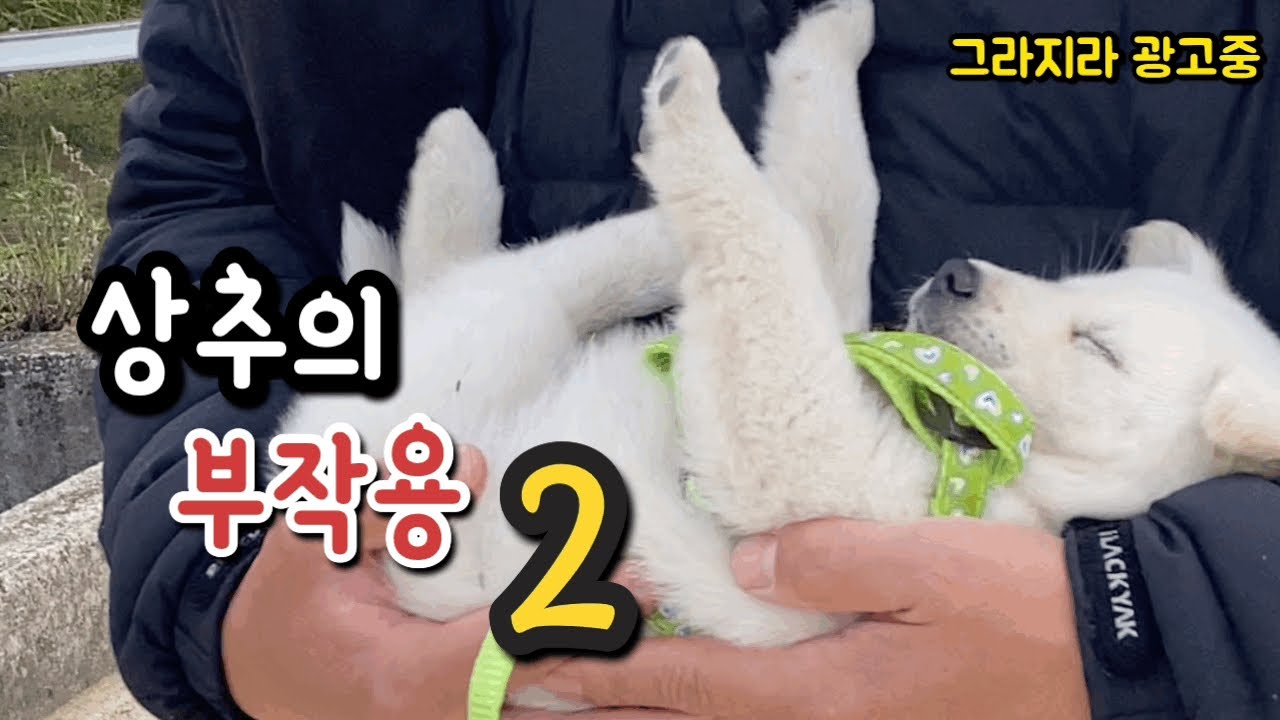 상추의 부작용 2편 