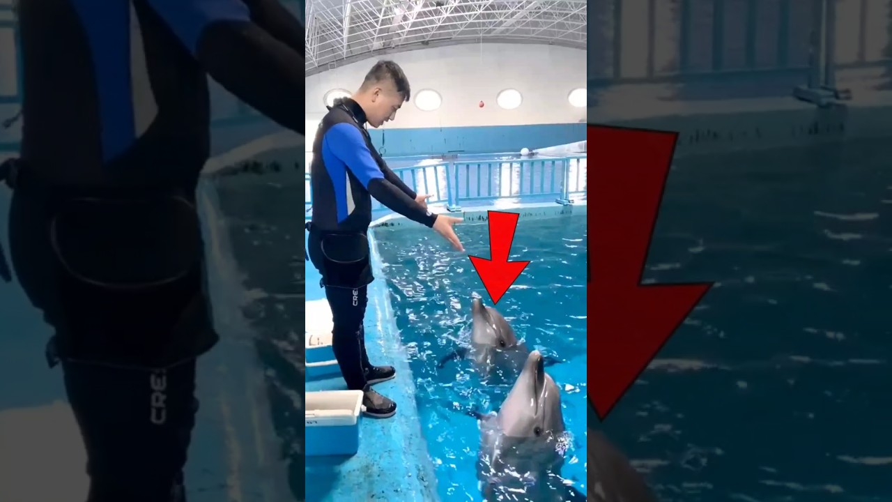 Dolphin Is the Smartest Animal in the World 
