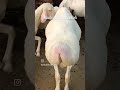 mashallah subhanllah #topquality #turkey #dumbafarming #shorts #shortsfeed #shortvideo #subscribe