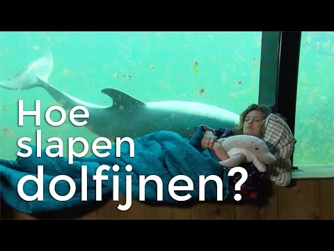 Video: Hoe Dolfijnen Slapen
