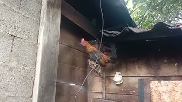 coj nej lo saib me nyuam qaib mos quas zoo heev 2022