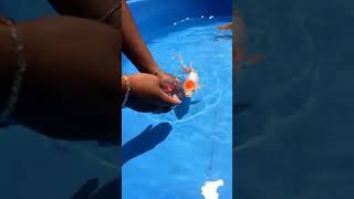 MASSIVE Colorful Fish Catch! 🐟 Catching Big Beautiful Fish Full Color | Amazing River Fishing