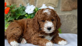 Mini Goldendoodle Puppies for Sale