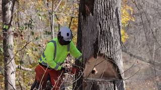 Columbia County Tree Trimming