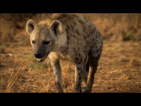 Descubre el significado de soñar con hienas
