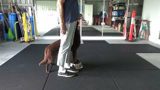 N 9 Step up and pivot at side breaking it down for handler