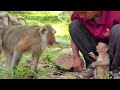 Try hard to train Abandoned monkey Sovana with grandma monkey Tereza, she is still afraid of the...
