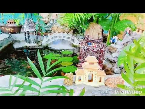 Video Hồ cá guppy ngoài trời sau 7 tháng - youtube