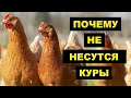 Почему не несутся куры несушки | Причины потери яйценоскости |  Домашние куры