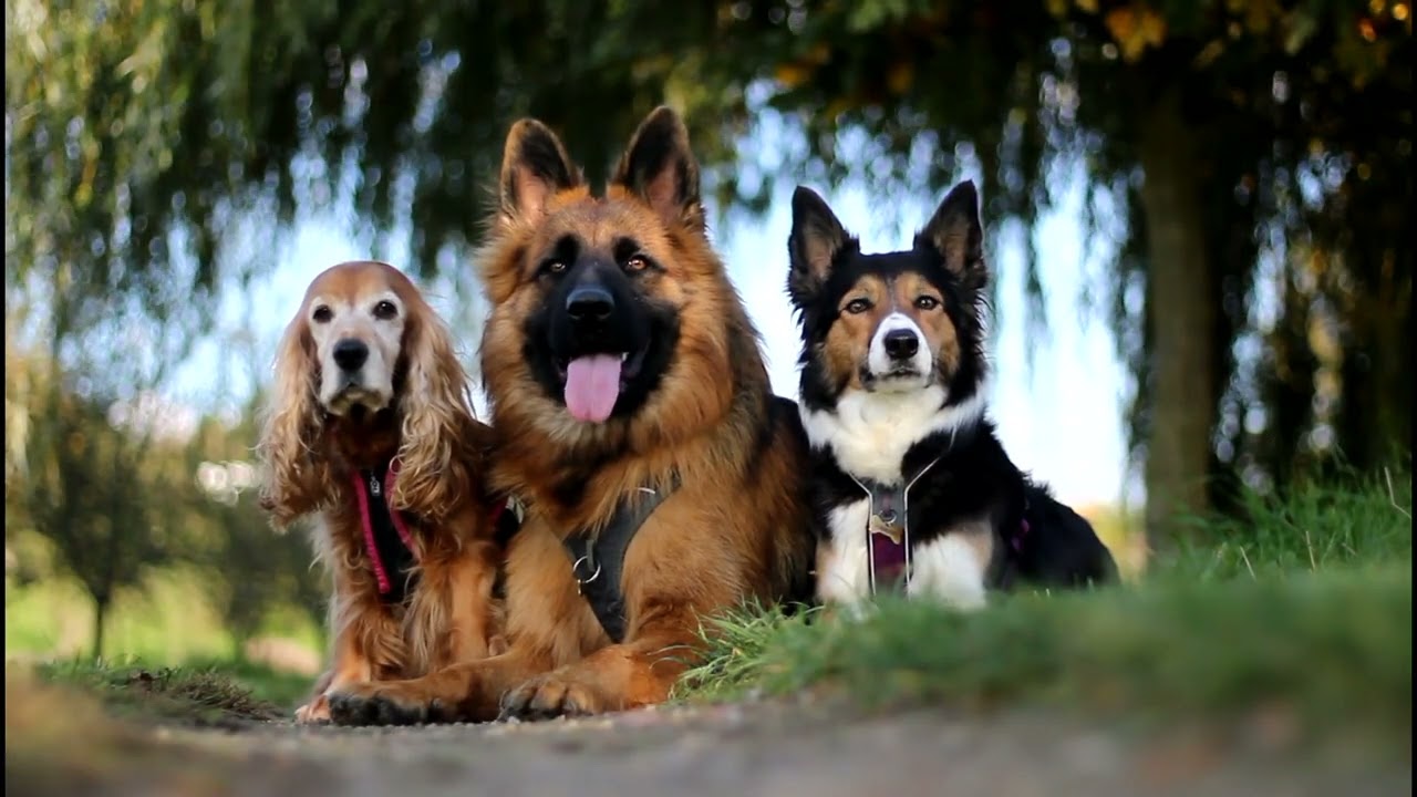 Zara German Shepherd / 1 year