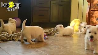 Adorable West Highland White Terrier Puppies