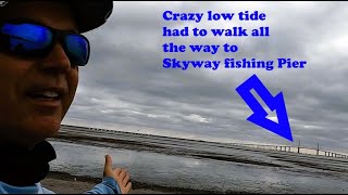 Walking Out 1 Mile On the Flats Near the Skyway Fishing Pier? CRAZY BUT WORTH IT!