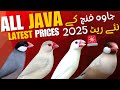 Java Finch Ka Rate Tezi Se Barh Raha Hai! | Java Latest Price Update 2025
