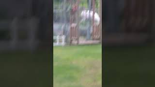 Big foot stocks albino deer