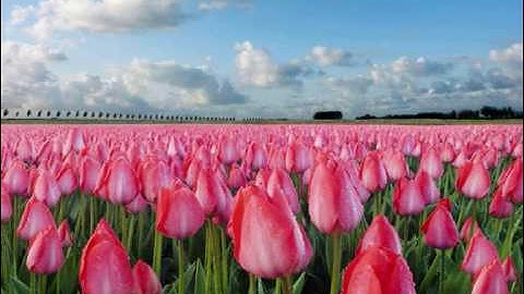 سورة النساء بصوت الشيخ محمد الغرباني p-7.wmv