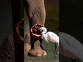 Bird saves Elephant  Amazing animal facts #animal #survival #viral #wildlife #marvel