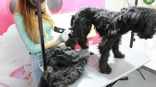 Most NEGLECTED dog - Groomig transformation #rescuedog by Leni Grooming 1,141 views 1 month ago 13 minutes, 14 seconds