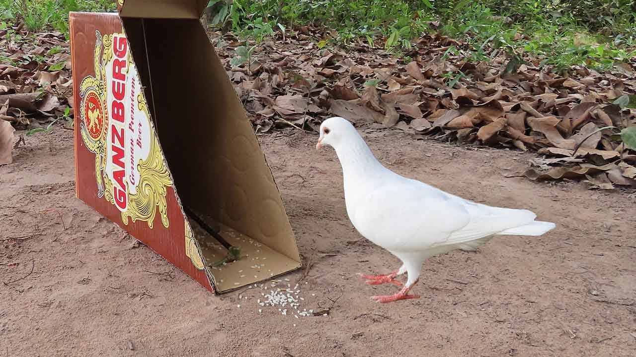 Easy Pigeon Bird Trap Using Paper Box - Simple Bird Trap