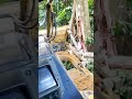 o desmatamento ilegal para formação de pastagens ou terra de plantio é crime ambiental