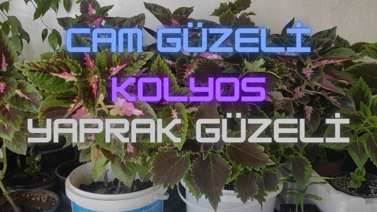CAM GÜZELİ, YAPRAK GÜZELİ,KOLYOS BAKIMI VE ÜRETİMİ 🤗💙💙💙💐🌺🏵️💮🌸🌹🌷🌼