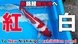 【koi】紅白 / Kohaku   番号 / Reference R05-0509-1【錦鯉】