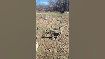 Starting pen for rabbit hounds #hunting #howtotrackarabbit #puppy
