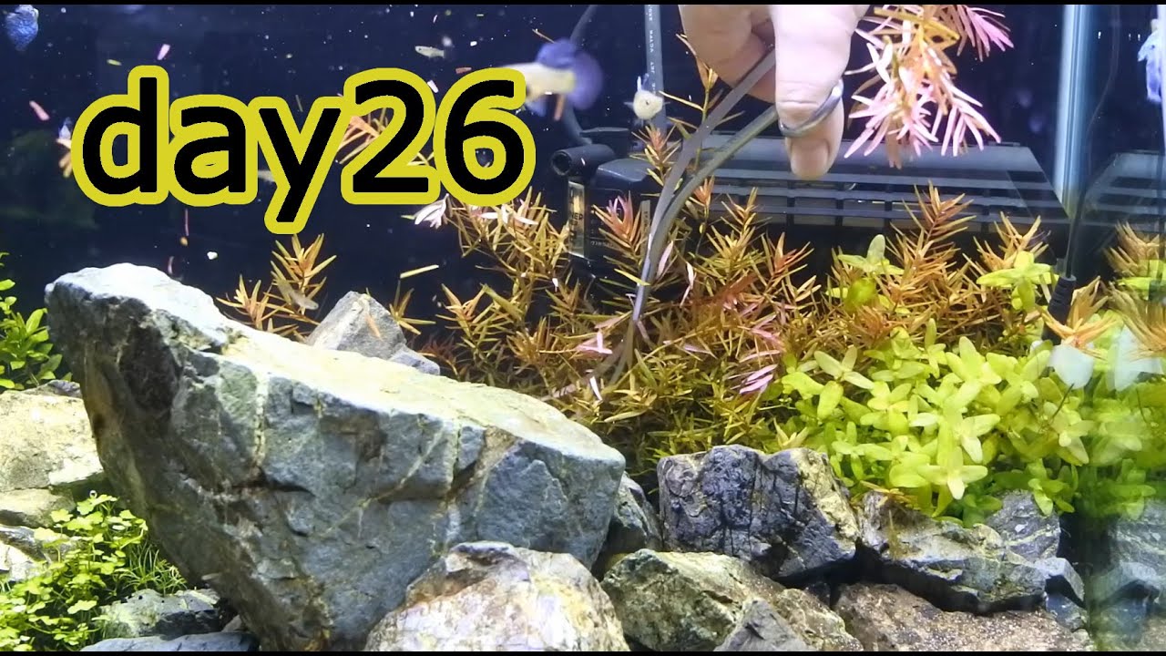 1800円の水草と後景草のトリミング 石組みレイアウト水草水槽 Youtube