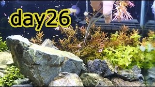 1800 yen aquatic plants and background plant trimming [Stone