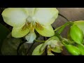 ЦВЕТЕНИЕ МОИХ ОРХИДЕЙ В КОНЦЕ ДЕКАБРЯ! ❣️❣️❣️❤️🌱🦋#PHALAENOPSIS #ORHIDS #ORJIDEA #FLOR ❤️🧡💛