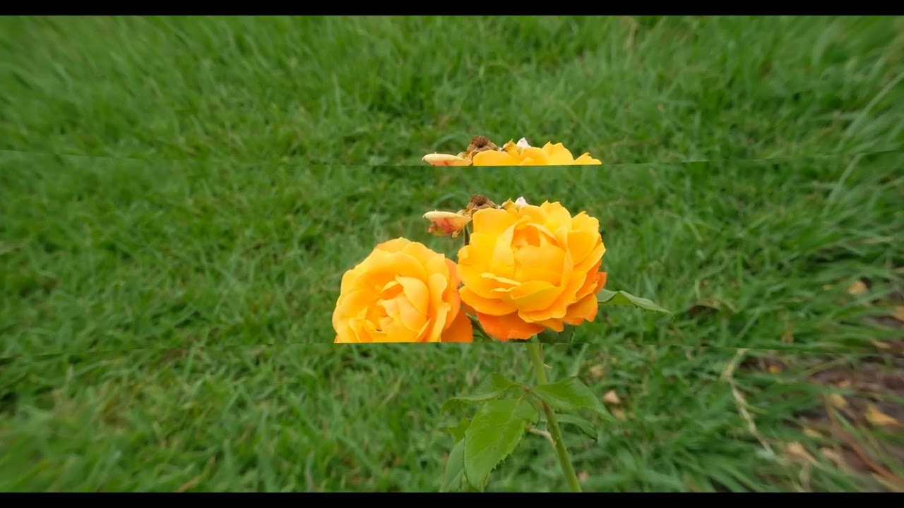 Il Roseto Luigi Viacava a Villa Grimaldi: una stagione sta per finire...