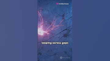 Brain