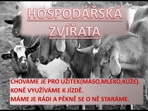 Video: Jak Chovat Hospodářská Zvířata