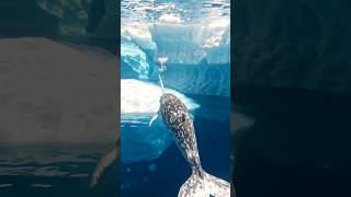 समुद्र के रहस्यमई जानवर 😱 | Dangerous Deep Sea Creatures | Fish Short Video