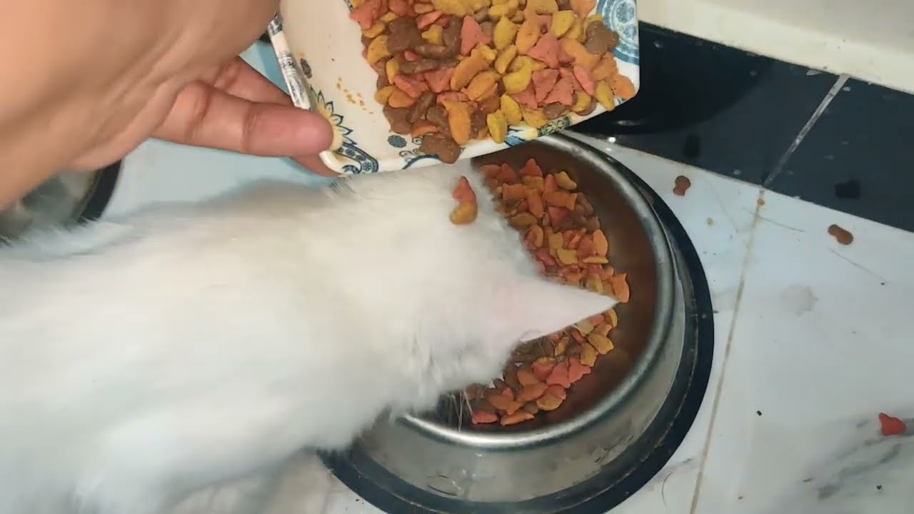 Best Food for Cats. Cats Dry Food Biscuits. How to choose food for Cats