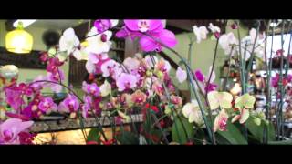Natural Orchids Boutique & Gift Shop