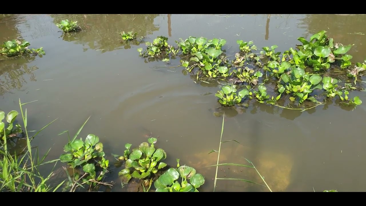 Nuôi cá chày vây đỏ 
