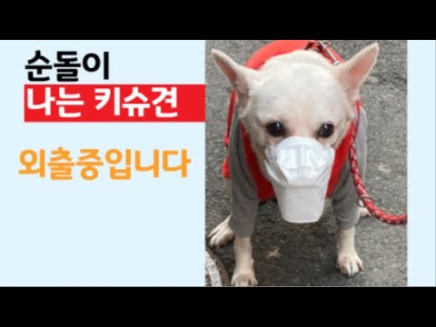 Capa de 진돗개랑 일본 키슈견 진짜 닮았나?_지니랑 친구하자