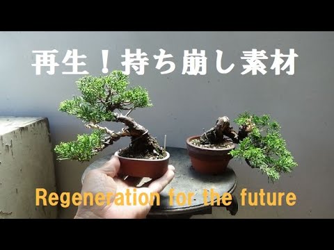 盆栽工房 春嘉 #183 【真柏の改作】持ち崩された素材の中に新た