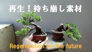 盆栽工房 春嘉 #183 【真柏の改作】持ち崩された素材の中に新たな未来