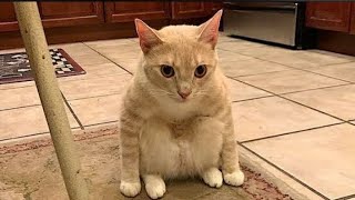 Самые смешные животные*the funniest animals//Animals_nature#cat#animals#funny#dog#животные#кот#рек