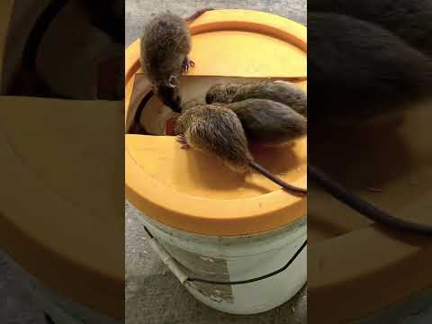DIY mouse trap