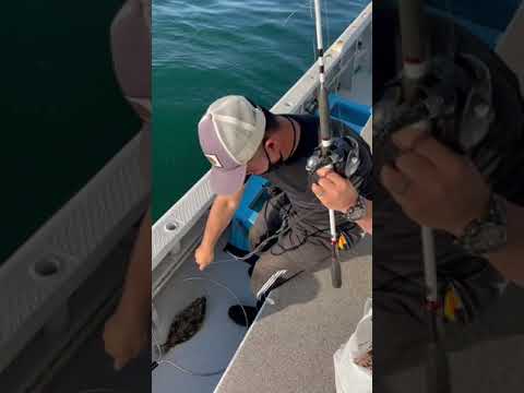 やっぱりヒラメ釣りは面白い‼︎ #釣り船くにうみ丸